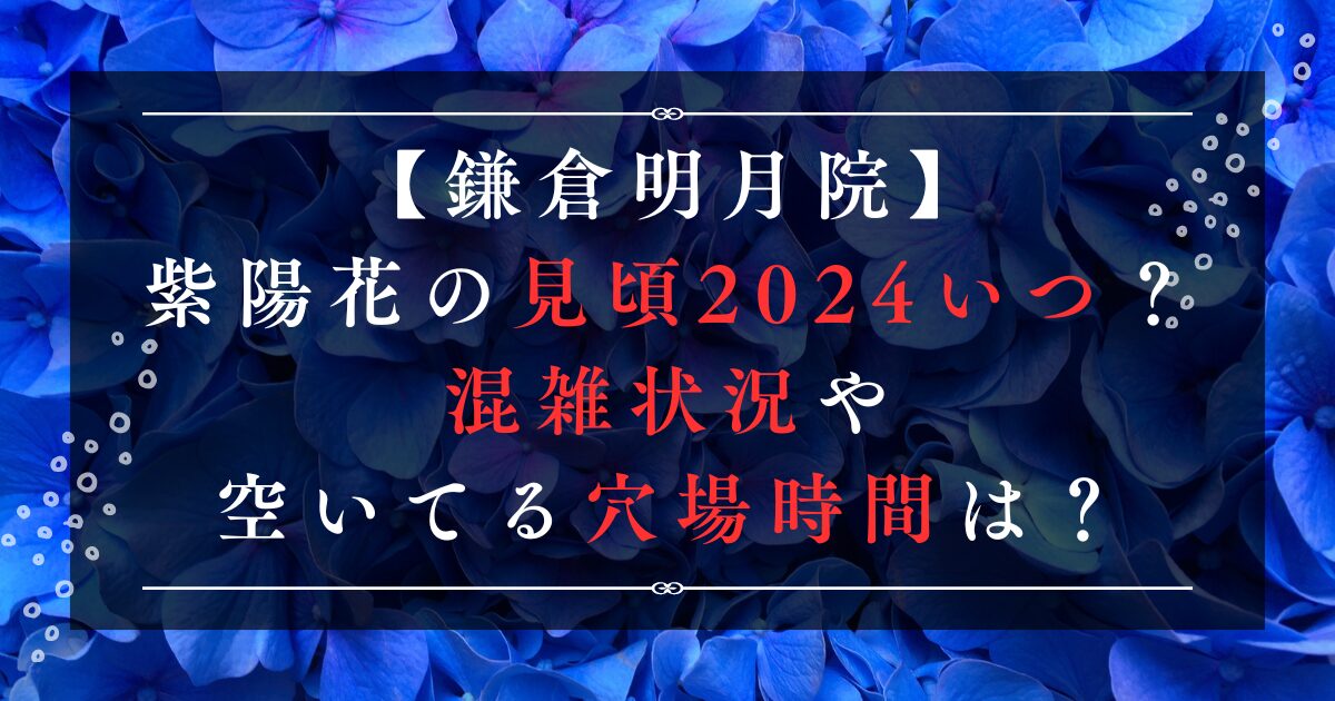 鎌倉明月院の紫陽花の見頃2024いつ？混雑状況や空いてる穴場時間は？